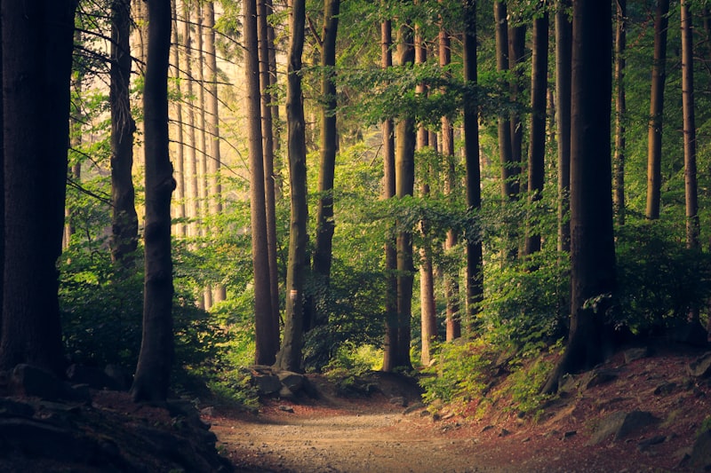Rooted in the natural world